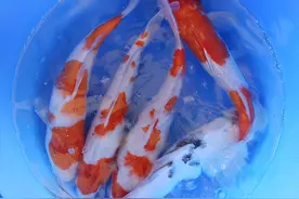 如何饲养锦鲤？我来一步步教你，养好了既能招财又能好运图片