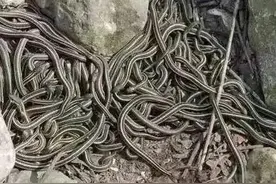 挖房子两次挖到蛇窝，蛇类泛滥成灾，蛇真的可以与人和谐相处吗？图片