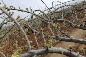 老农详谈李树3～4月份的管理技术要点，记得收藏图片