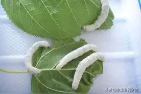 蚕吐丝前有什么征兆？四大征兆，一看便知图片