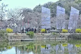 太湖鼋头渚樱花竞放图片