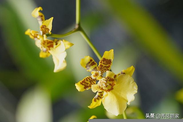 十种常见的兰花花语，你喜欢哪一种？