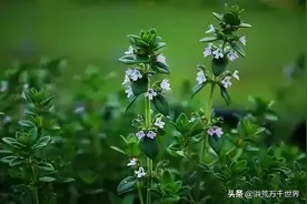 厨房香料植物｜百里香图片
