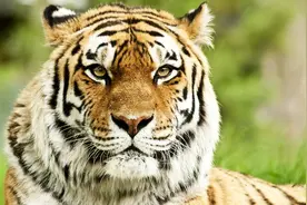 62年壬寅虎，退休快乐图片