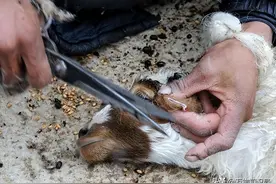 为何阉猪时叫声震天响，羊却很少惨叫？难道羊不怕疼？图片