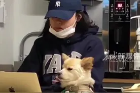 狗狗“上班期间”犯困，发现被镜头拍了 立马挺直腰板，网友：是怕被发现扣工资吗图片