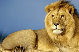 古代没有狮子却诞生了狮文化，古代中国如何将传统与外来文化交融图片