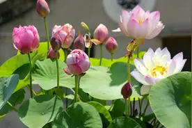 种碗莲说简单也很难，新手易犯10个“错误”，很容易烂藕，不开花图片