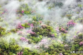六安藏着一个春天的“后花园”！人少景美，市内出发两小时到图片