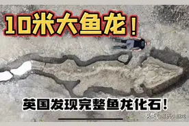 英国水库发现侏罗纪巨型海怪图片