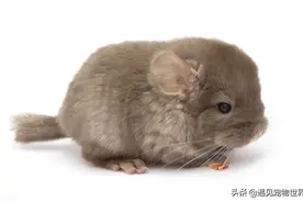 龙猫的寿命有多长，龙猫有哪些性格特点呢？图片