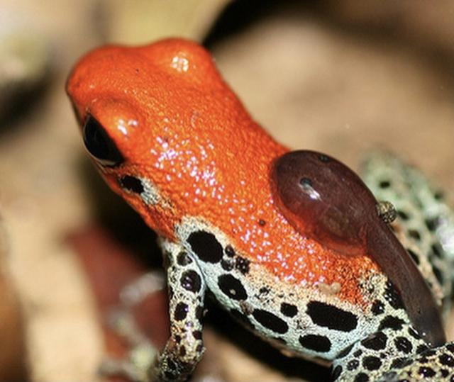 箭毒蛙的天敌是什么,世上最毒动物之箭毒蛙:0.