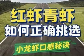 如何正确挑选小龙虾？红虾和青虾有什么区别？图片