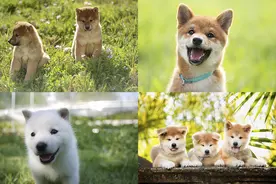 聪明、听话、可爱！柴犬和秋田犬等日本犬的迷人魅力图片