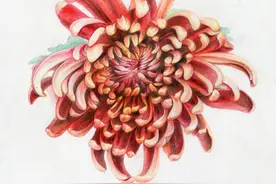 菊花的季节，教你画一朵美丽的菊花图片