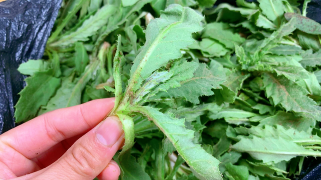 4月，遇到刺菜抓紧吃，一杀菌，二消炎，三护肝，随手一拌真鲜美