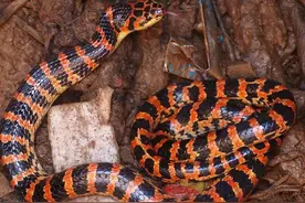 常见的蛇都有哪些？为什么现在很少见了呢？图片