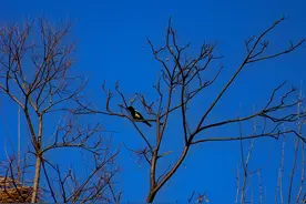 史上水平最高的30首元曲，很多优秀的元曲毫不逊色于经典宋词图片