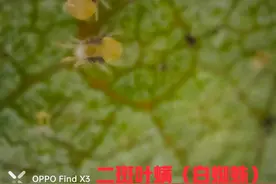 二斑叶螨（白蜘蛛）等螨害高效防治技术图片