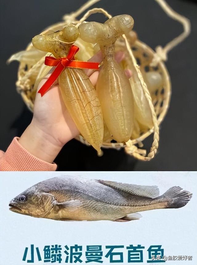 草鱼泡可以做鱼胶吗 草鱼鱼泡能吃吗