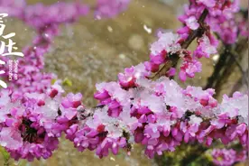 雪花与春花的邂逅！定格“醉”美新郑......图片