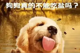 我们每顿饭都少不了的盐，为什么人类要吃盐，动物却不用？图片