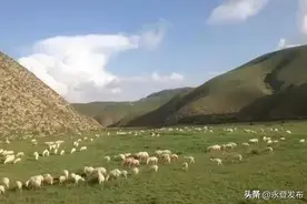 永登：咩咩羊叫声 山村致富曲图片