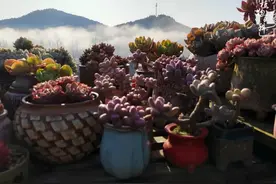 三月，养肉人躁动的季节，带你入坑种多肉图片