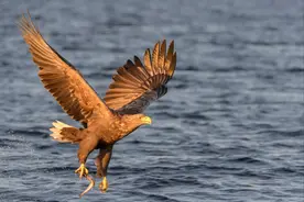 老鹰何时会攻击人类，被攻击时怎样做才能保命图片