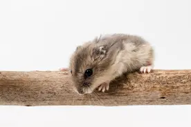 壹邦小知识：卧室进老鼠怎么赶出去 卧室进老鼠怎么消毒图片