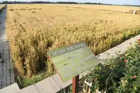 被人讽刺的亩产量！小麦刚收完，玉米刚出苗，亩产量却都出来了图片