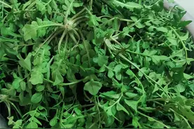 西坡：三月三，来碗荠菜豆腐羹图片