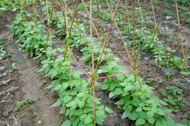 四季豆种植细节详解：保证四季豆的品质和产量图片