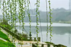 小说分享：婶婶（四）图片