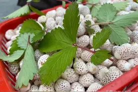 略阳的瓢儿熟了，约吗？图片