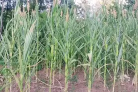 玉米出现严重旱情，农民为啥不浇水？5个原因，很现实图片