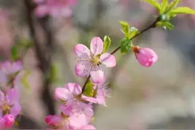 鹧鸪天·陌上花开图片