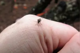 蚊子吸血的细节：用六根锯齿状的针划破你的皮肤，还向你输送唾液图片