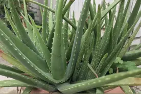 盆栽芦荟八注意图片