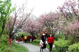 限定浪漫！乌当大龙滩湿地公园的樱花很出片图片