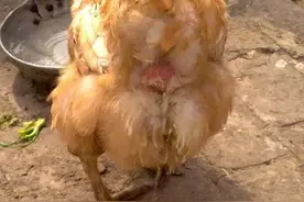 老韩讲了一个故事：好吃不过鸡屁股图片