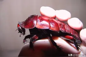 28张罕见动物照：松鼠被吞下肚仍在挣扎，蛙全身膨胀如同气球图片