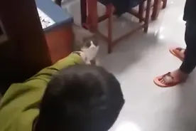 男子养了8年的猫走失，邻居捡到拒还并索赔6000多，律师解读图片