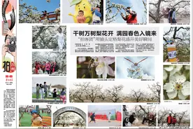 [拍滨州]栏目 千树万树梨花开 美景如画入镜来 用镜头定格梨花盛开美好瞬间图片