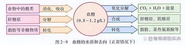 高中生物-人体内环境稳态的生理意义及调节