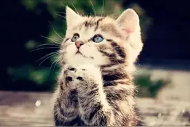 养猫后，你多了哪些不知道的事呢？图片