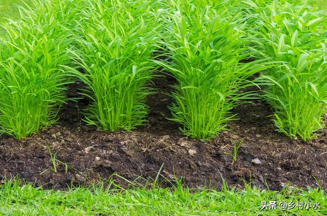 空心菜种植时间和方法（空心菜什么时候种植做好下面3点）