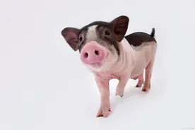 十二生肖之“猪”字的汉字解析，猪的历史图片