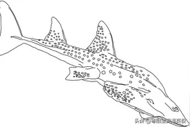 原料知识：告诉你海味店的鲨鱼皮、龙趸皮、鱼唇是怎么一回事图片