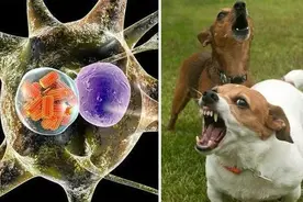 家养狗如何感染的狂犬病？图片